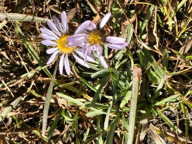 Tundra Aster photo 7