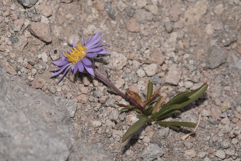 Oreostemma alpigenum var. alpigenum