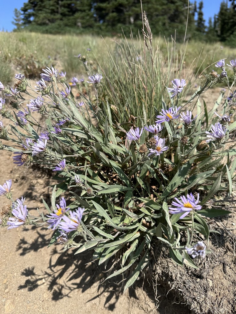 Oreostemma alpigenum var. alpigenum photo 2