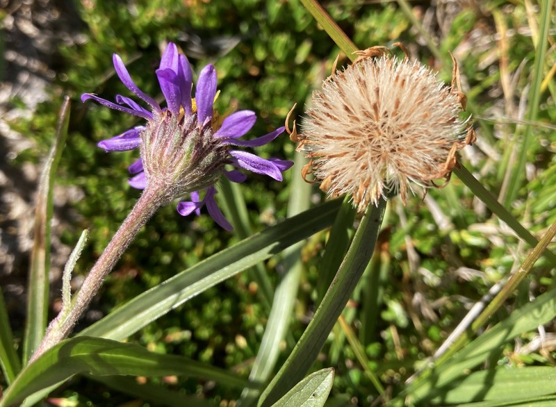 Oreostemma alpigenum var. alpigenum photo 3
