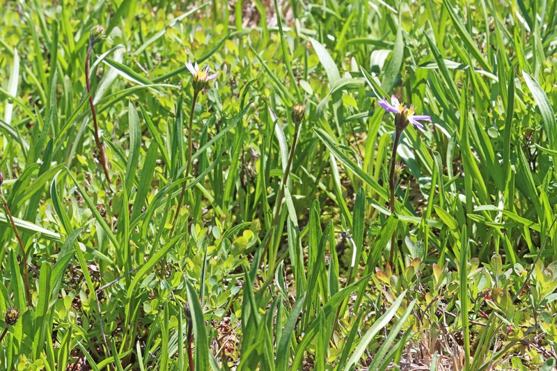 Oreostemma alpigenum var. alpigenum photo 4