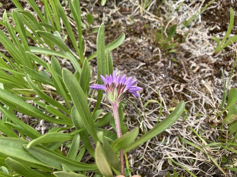 Oreostemma alpigenum var. alpigenum photo 5
