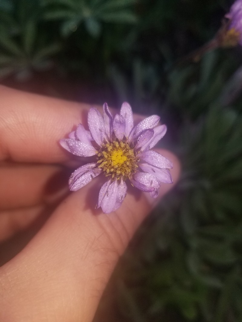 Oreostemma alpigenum var. alpigenum photo 6