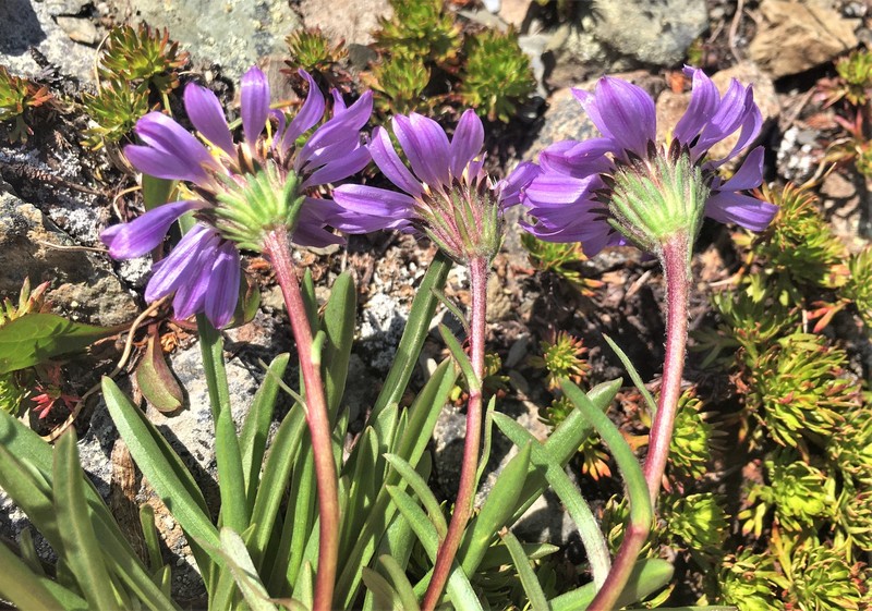 Oreostemma alpigenum var. alpigenum photo 8