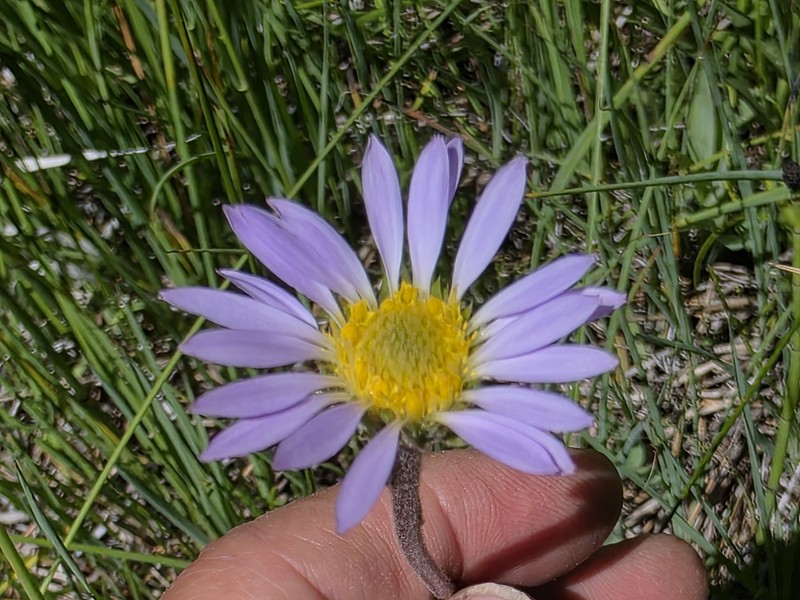 Oreostemma alpigenum var. andersonii