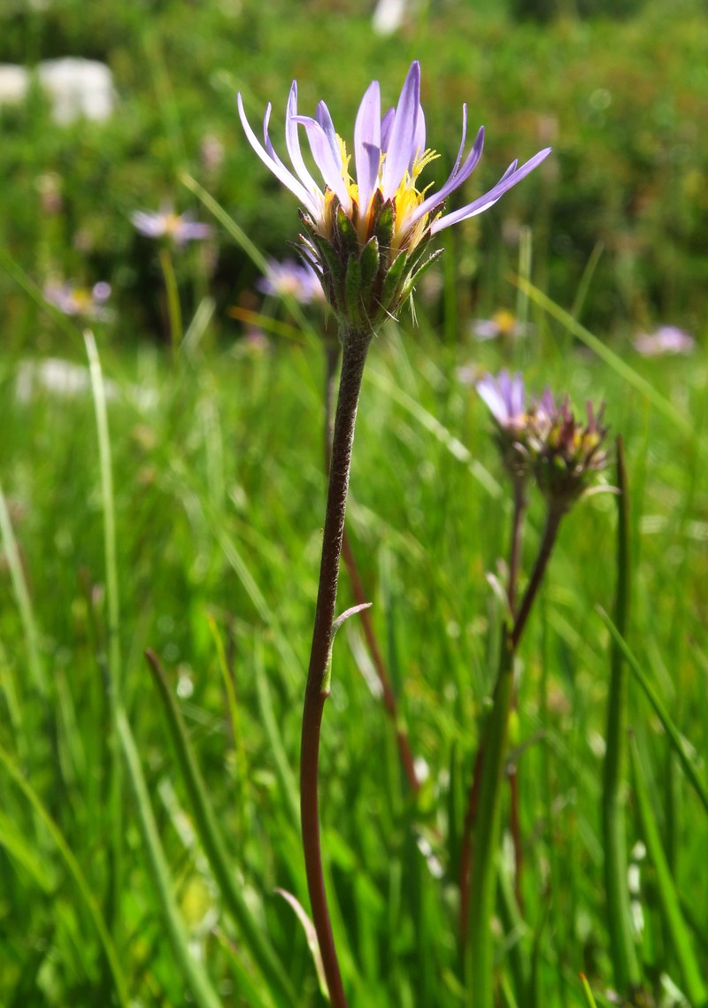 Oreostemma alpigenum var. andersonii photo 2