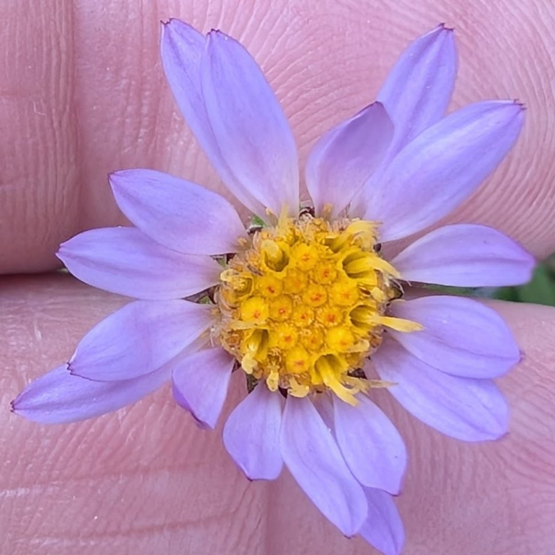 Oreostemma alpigenum var. andersonii photo 3