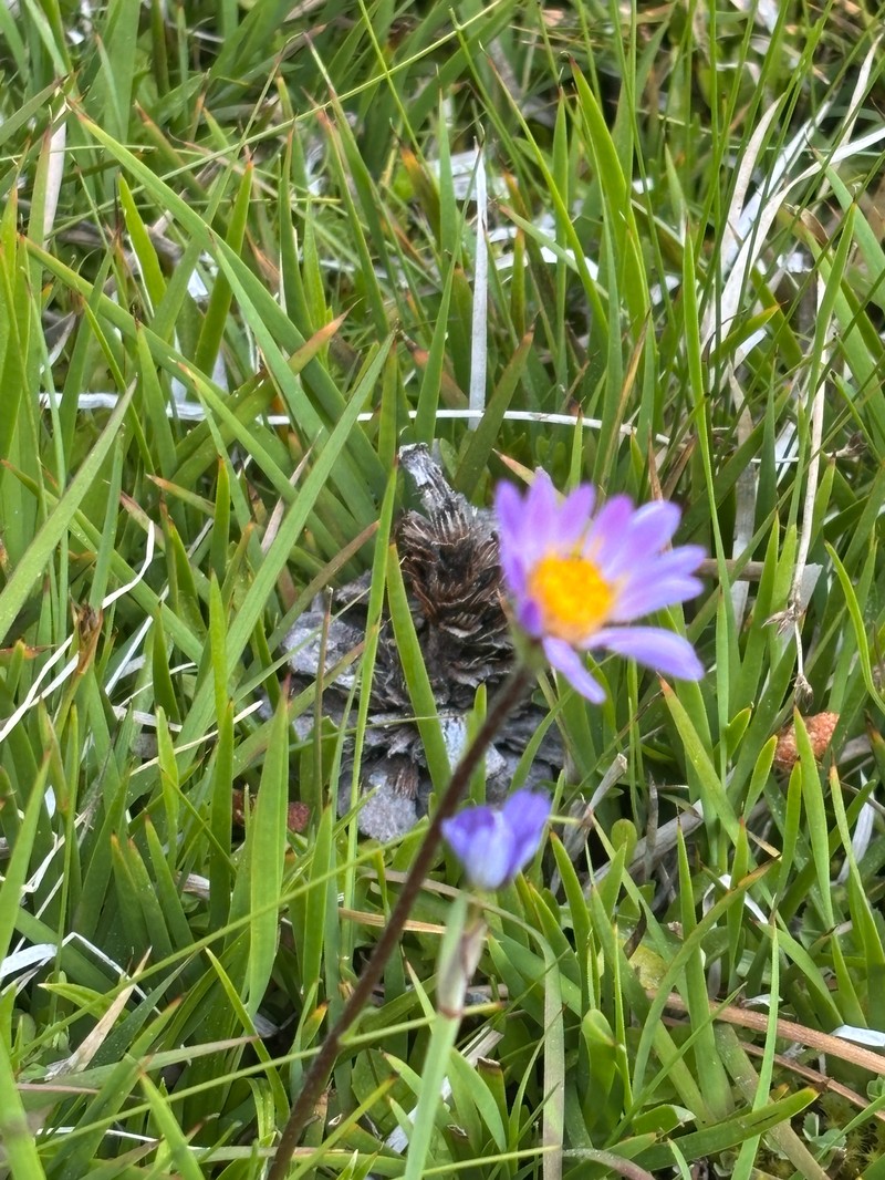 Oreostemma alpigenum var. andersonii photo 5