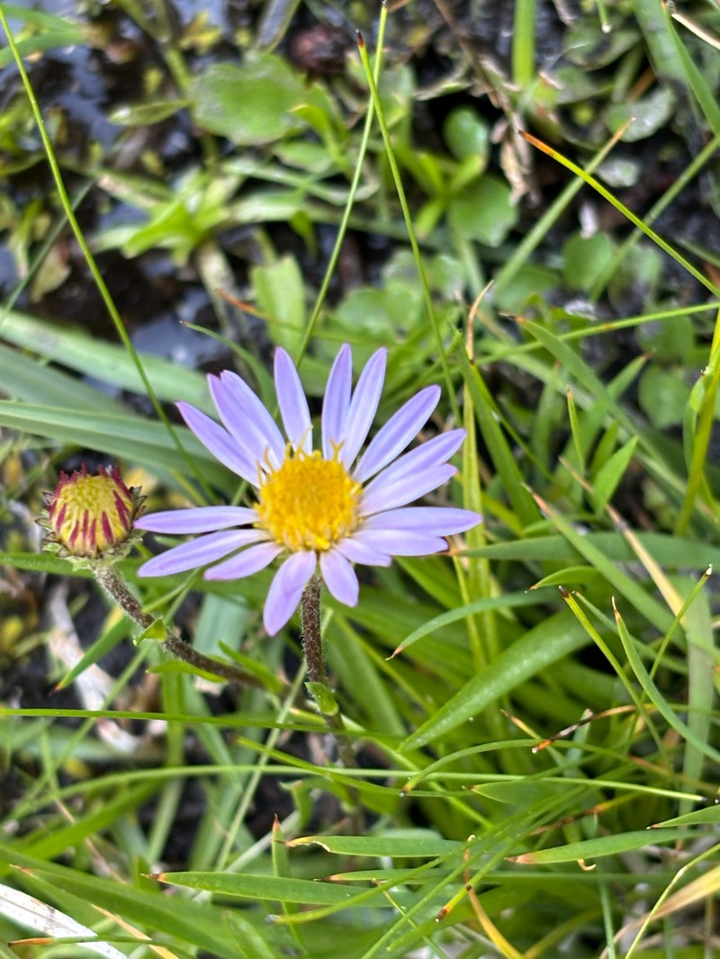 Oreostemma alpigenum var. andersonii photo 6