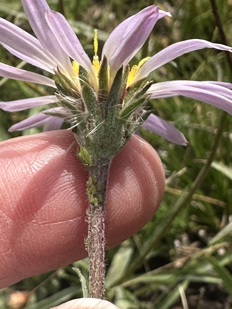Oreostemma alpigenum var. andersonii photo 7