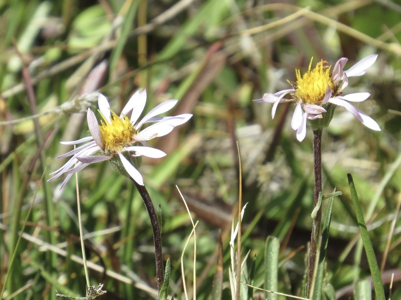 Oreostemma alpigenum var. andersonii photo 8