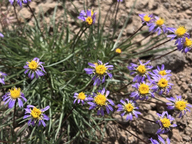 Oreostemma alpigenum var. haydenii photo 2