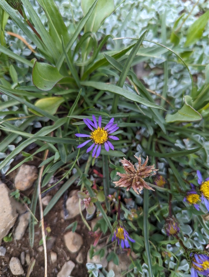 Oreostemma alpigenum var. haydenii photo 3