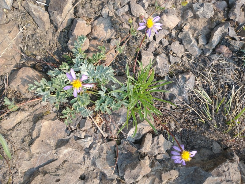 Oreostemma alpigenum var. haydenii photo 4