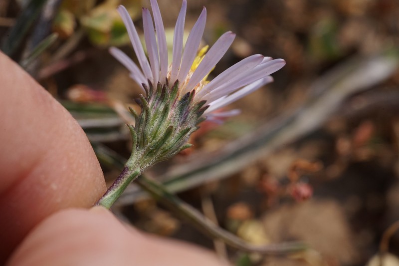 Oreostemma alpigenum var. haydenii photo 5