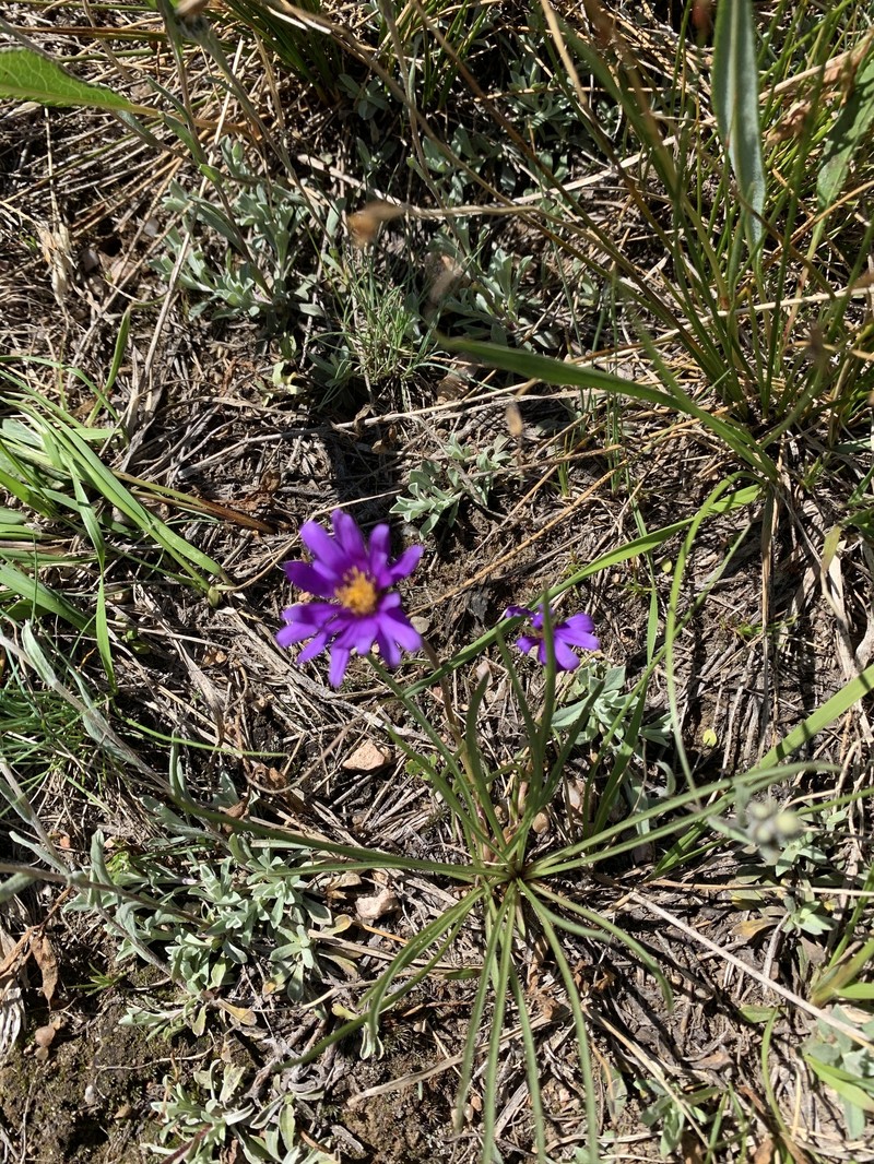 Oreostemma alpigenum var. haydenii photo 6