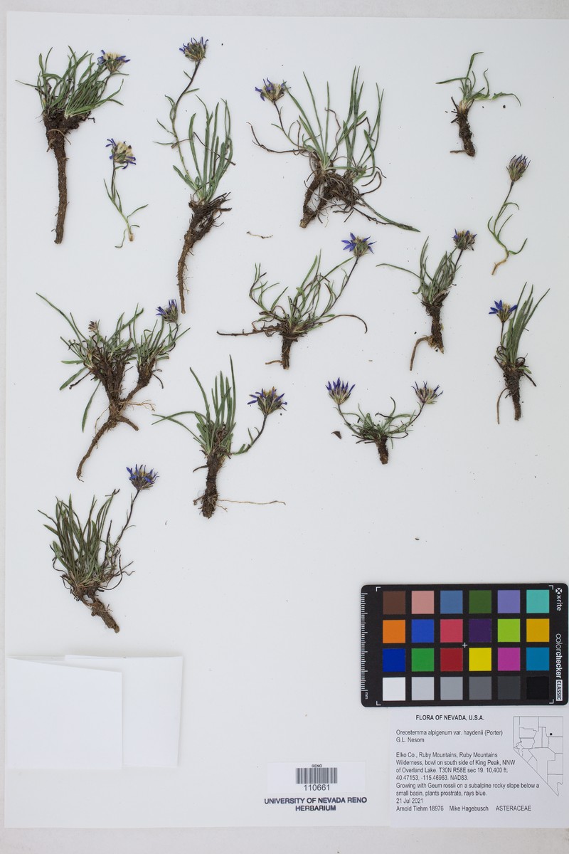 Oreostemma alpigenum var. haydenii photo 7