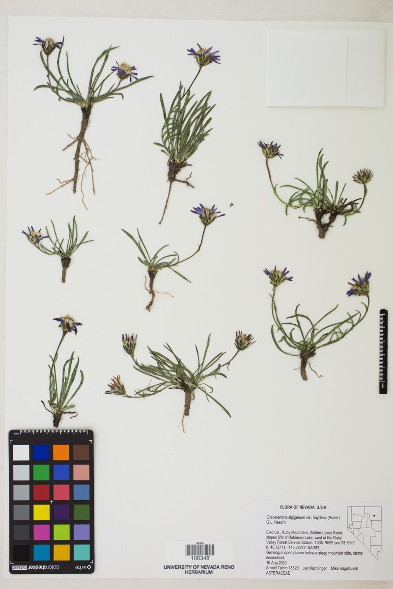 Oreostemma alpigenum var. haydenii photo 8