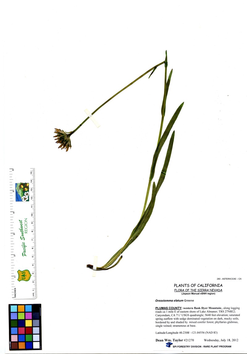 Plumas Alpine Aster photo 2