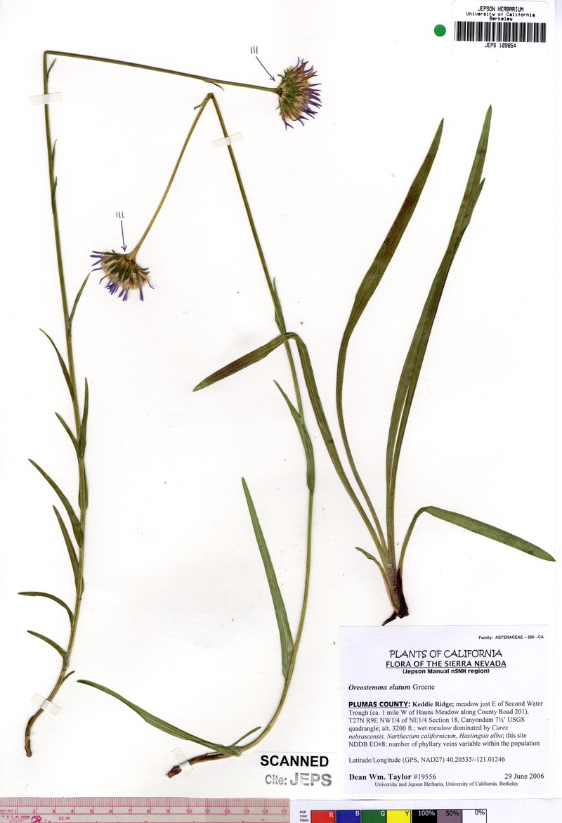 Plumas Alpine Aster photo 3