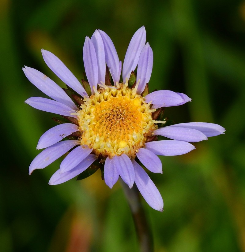 Plumas Alpine Aster