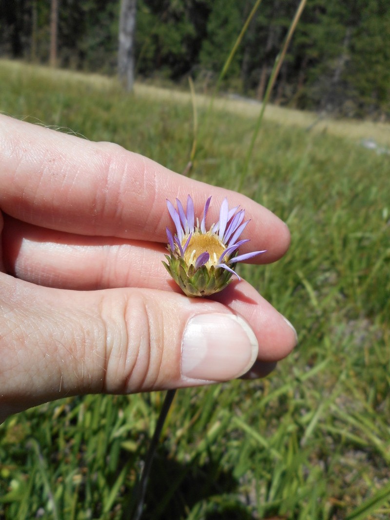 Plumas Alpine Aster photo 3