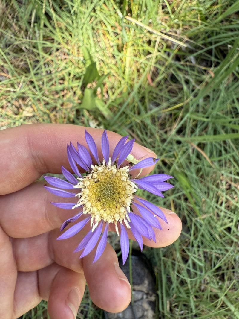 Plumas Alpine Aster photo 6