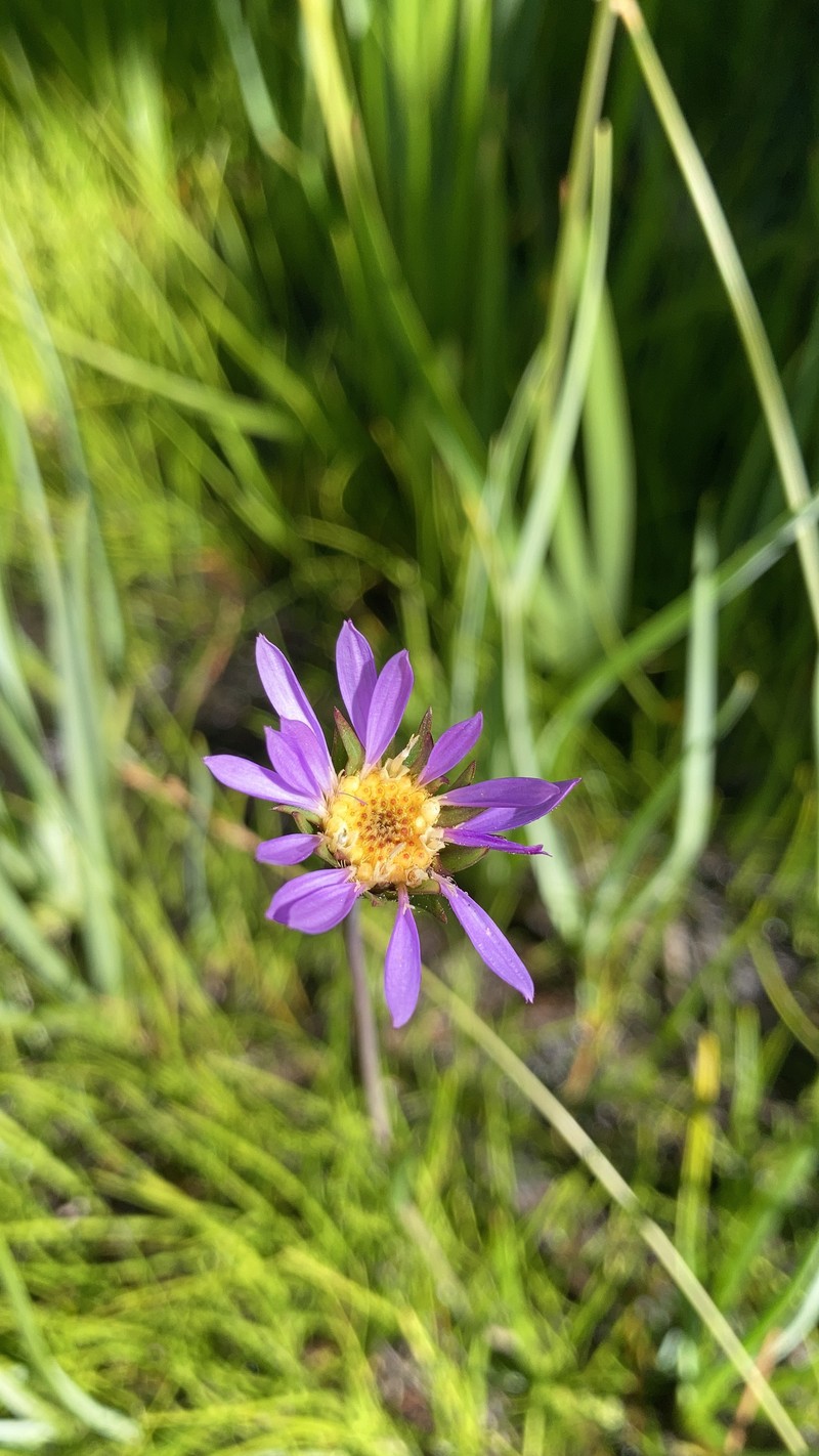 Plumas Alpine Aster photo 7