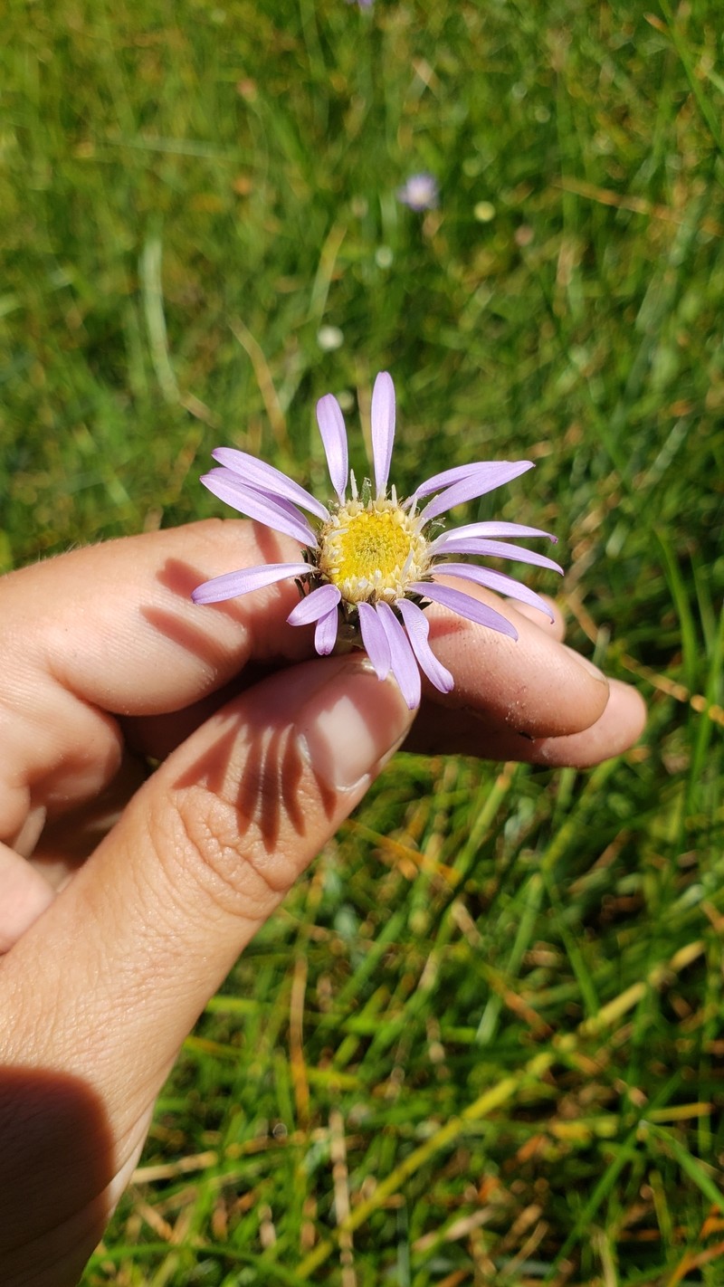 Plumas Alpine Aster photo 8