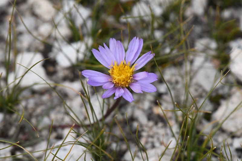 Peirson's Aster