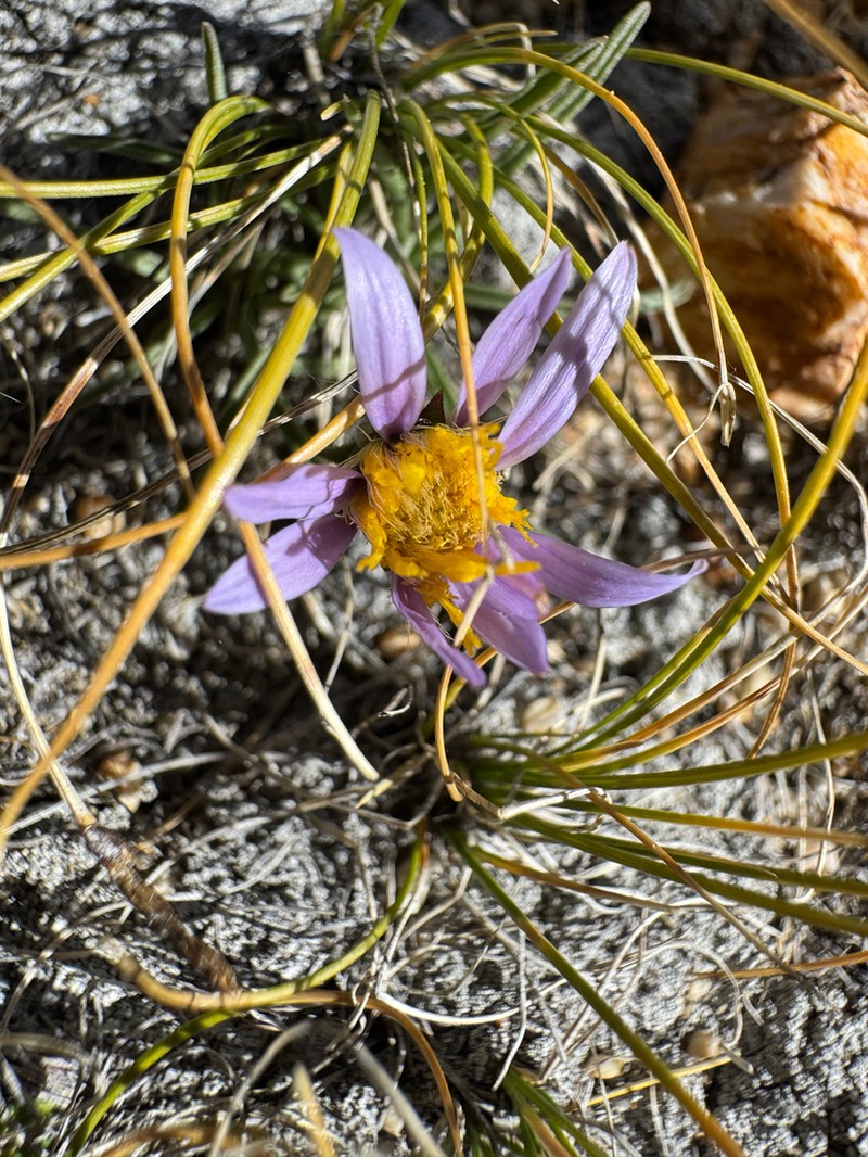 Peirson's Aster photo 2