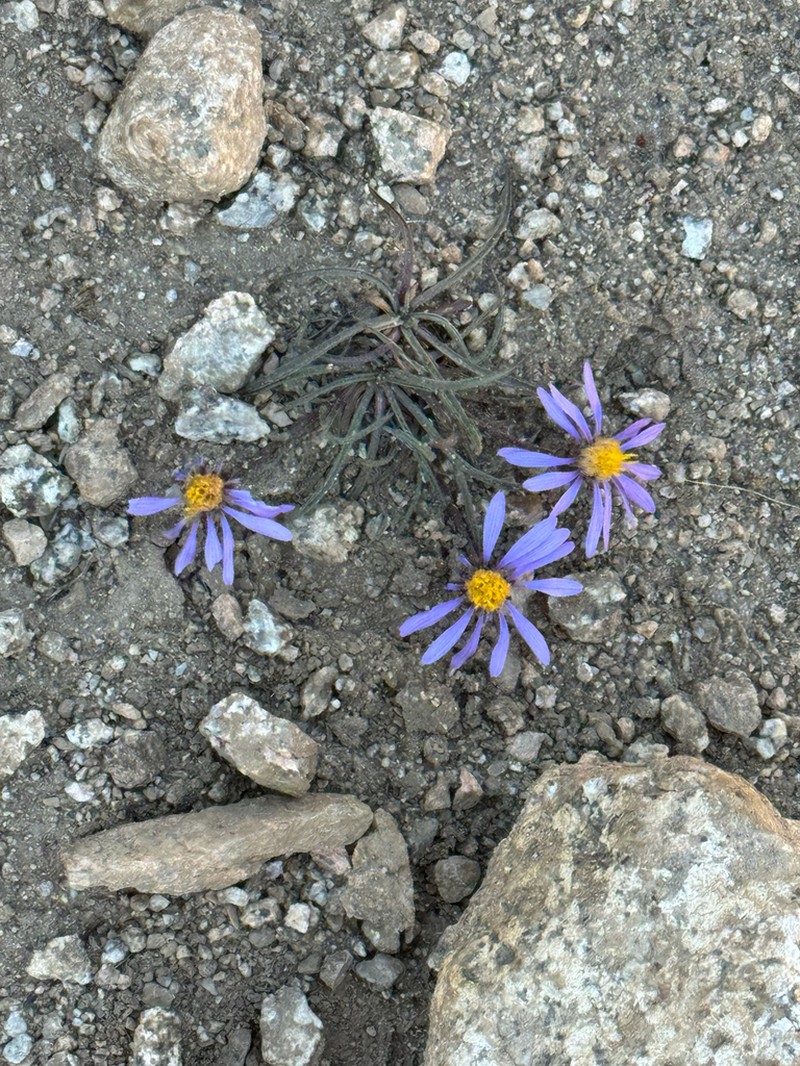 Peirson's Aster photo 3