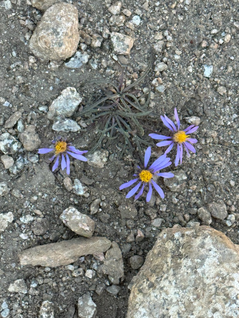 Peirson's Aster photo 5