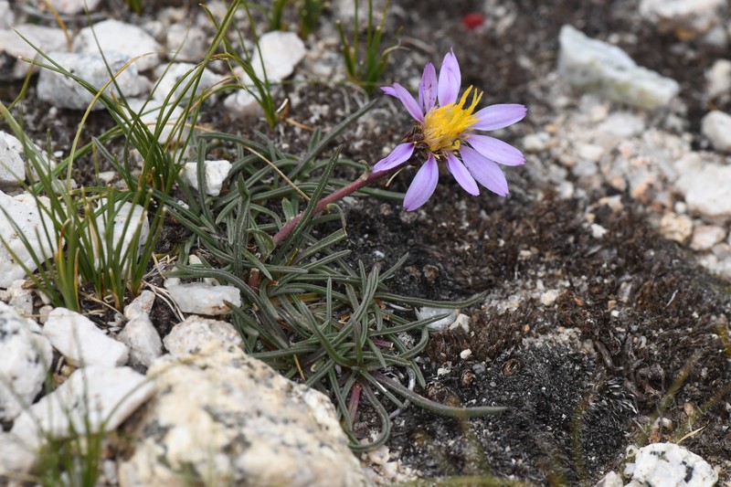Peirson's Aster photo 7