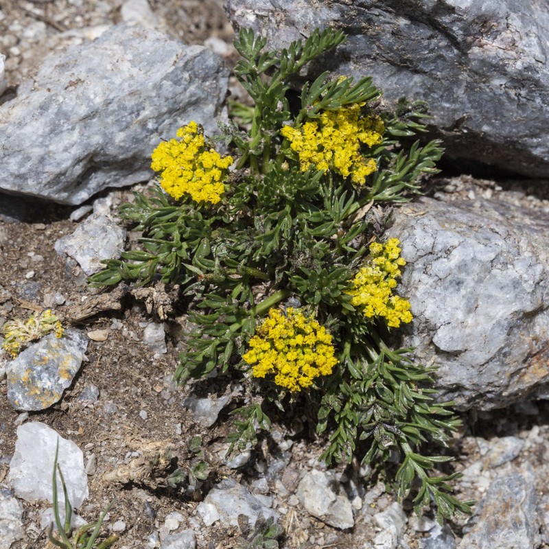 Oreoxis bakeri