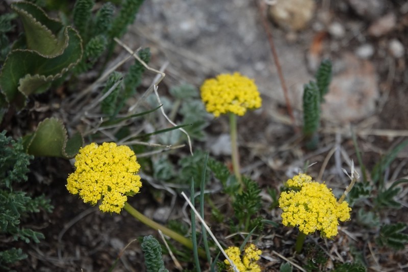 Oreoxis bakeri photo 3
