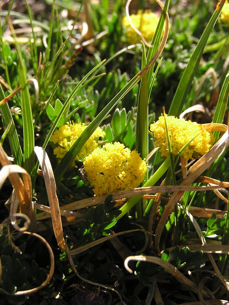 Oreoxis humilis