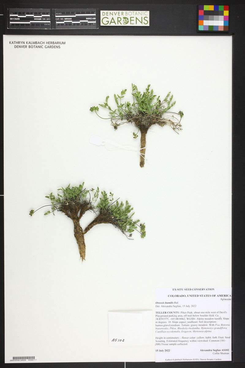 Oreoxis humilis photo 2