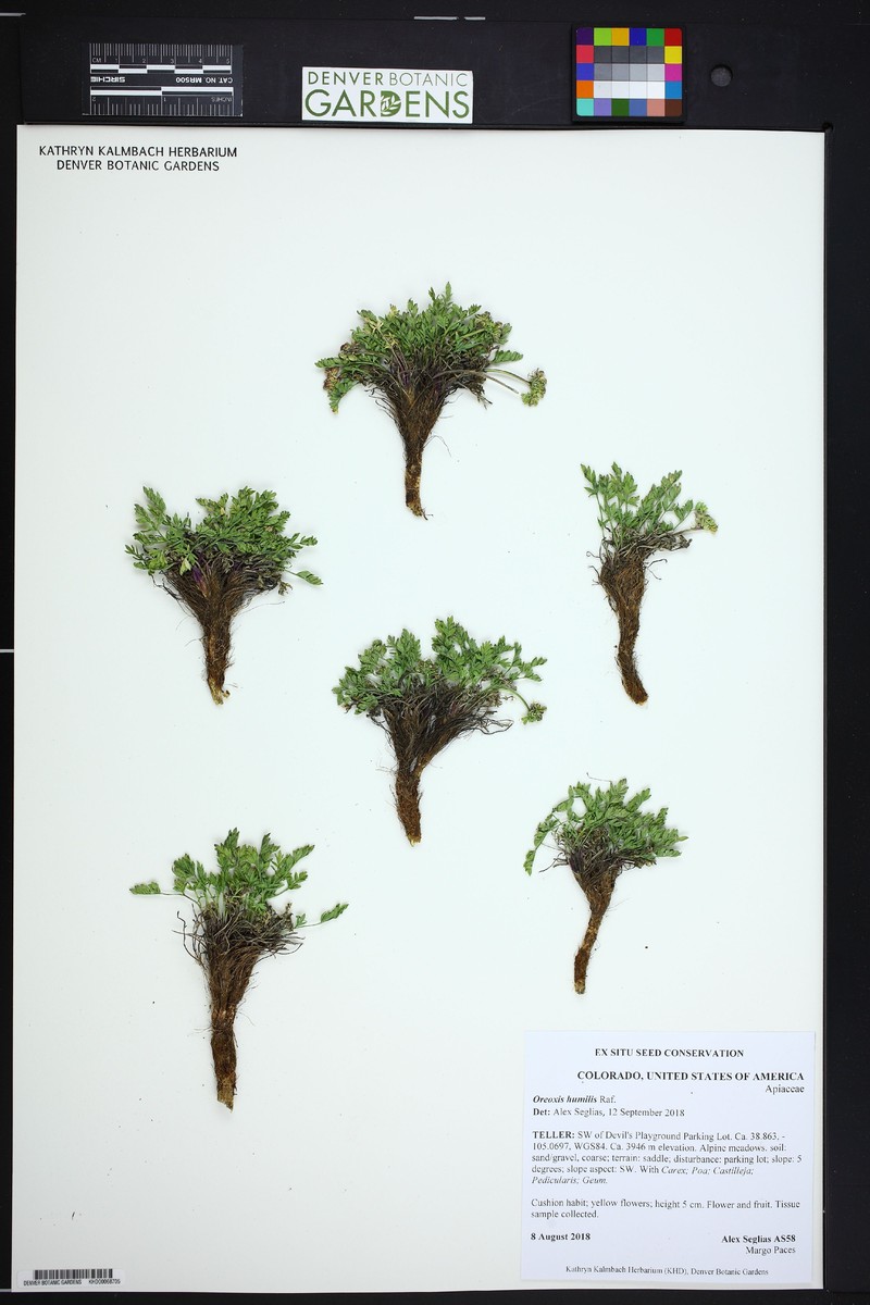 Oreoxis humilis photo 3