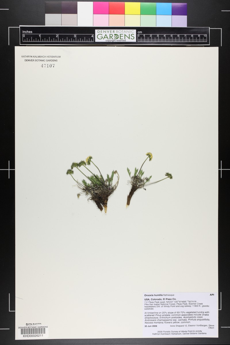 Oreoxis humilis photo 4