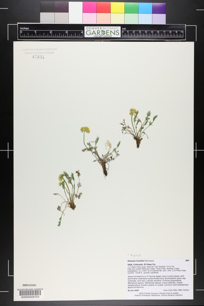 Oreoxis humilis photo 6