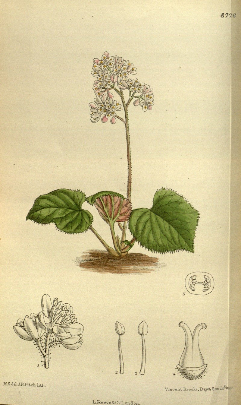 Oresitrophe rupifraga