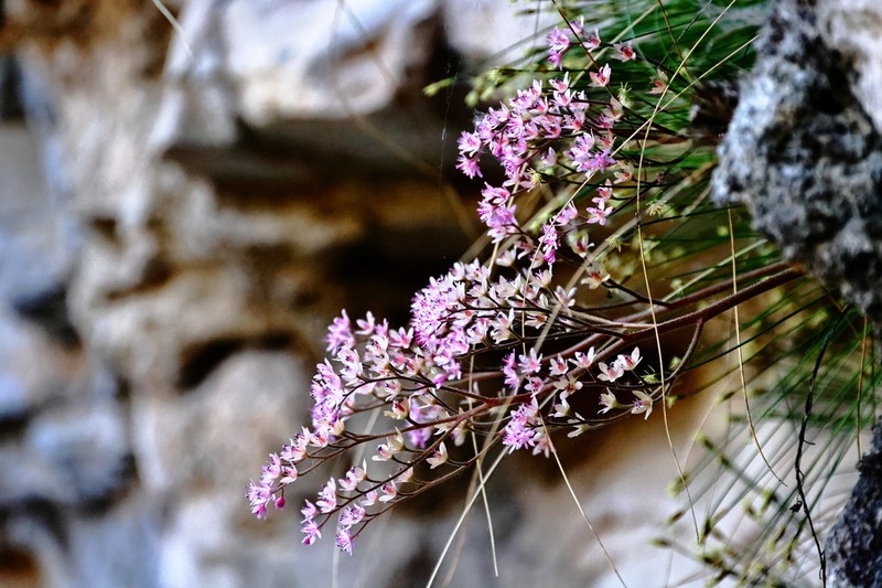 Oresitrophe rupifraga photo 2