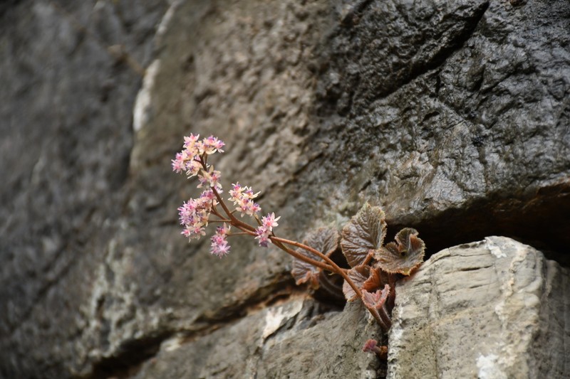 Oresitrophe rupifraga photo 3