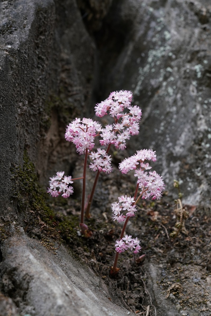 Oresitrophe rupifraga photo 4