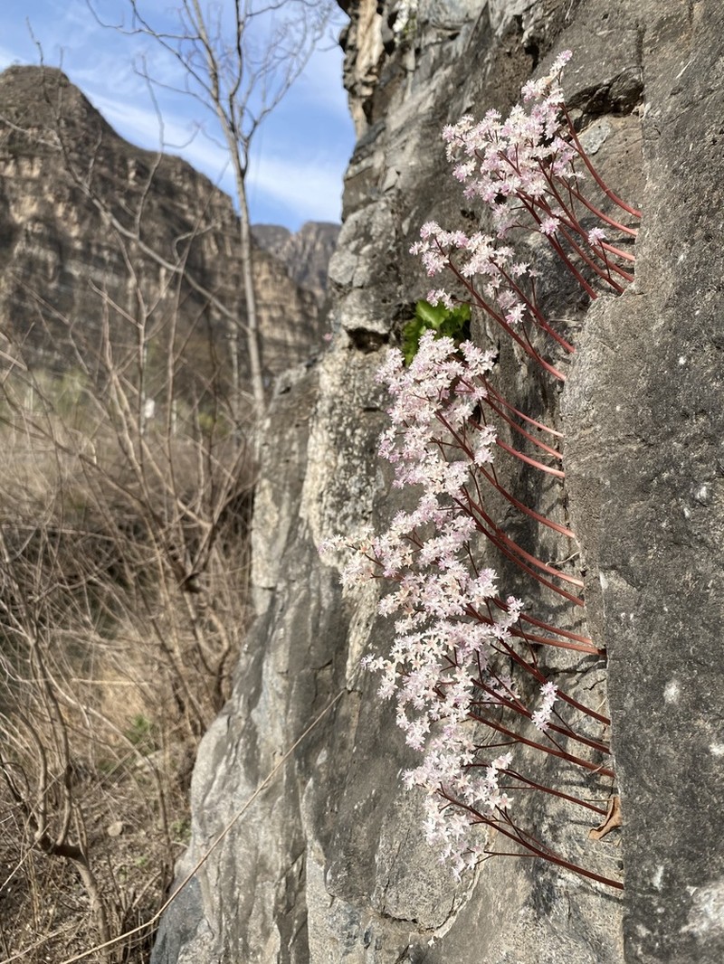 Oresitrophe rupifraga photo 5