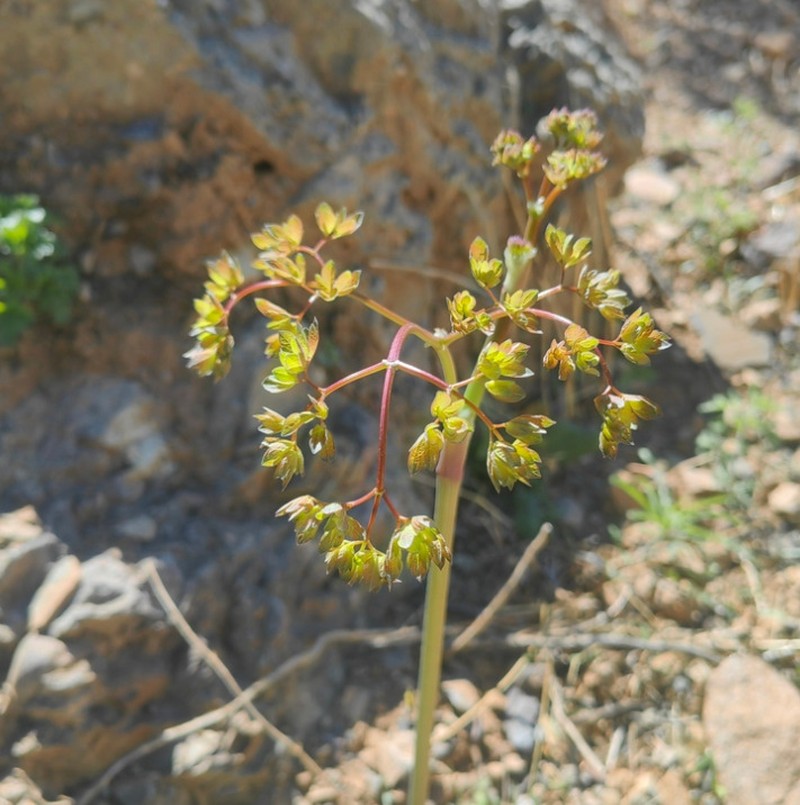 Oresitrophe rupifraga photo 6