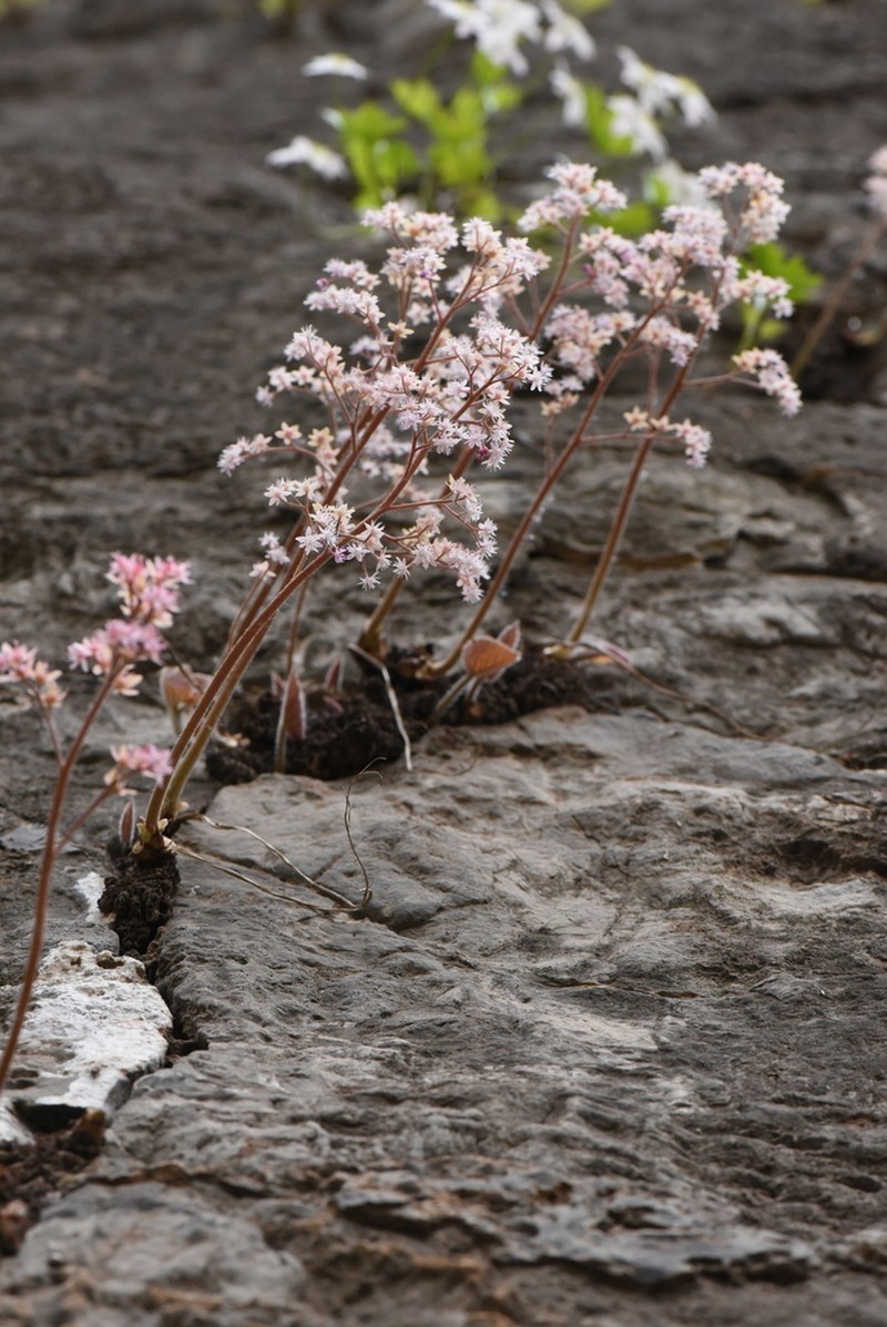 Oresitrophe rupifraga photo 7