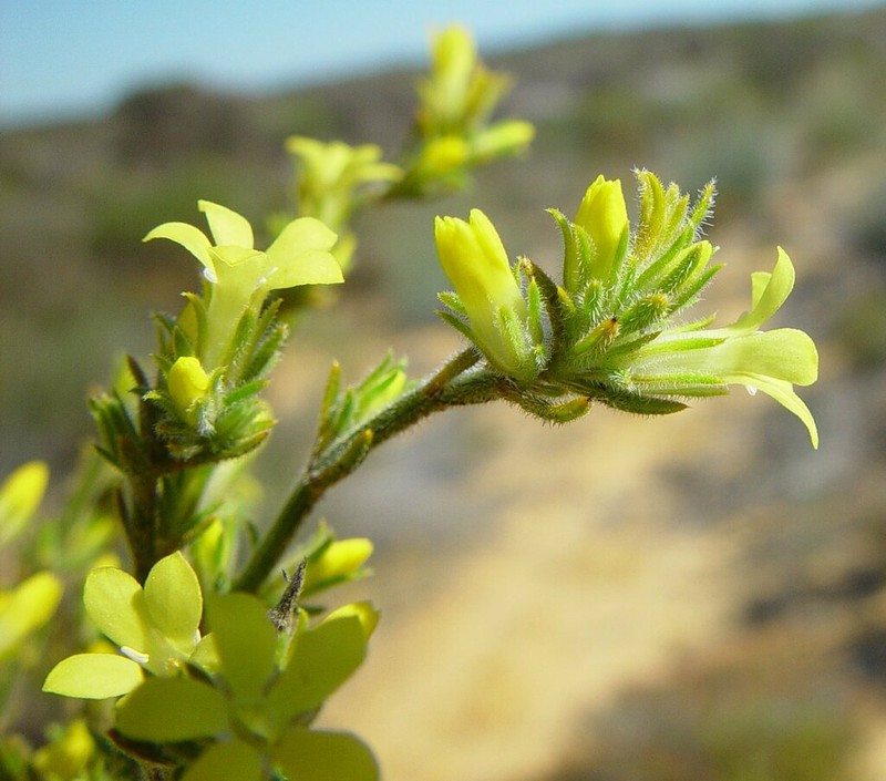 Orianthera biloba