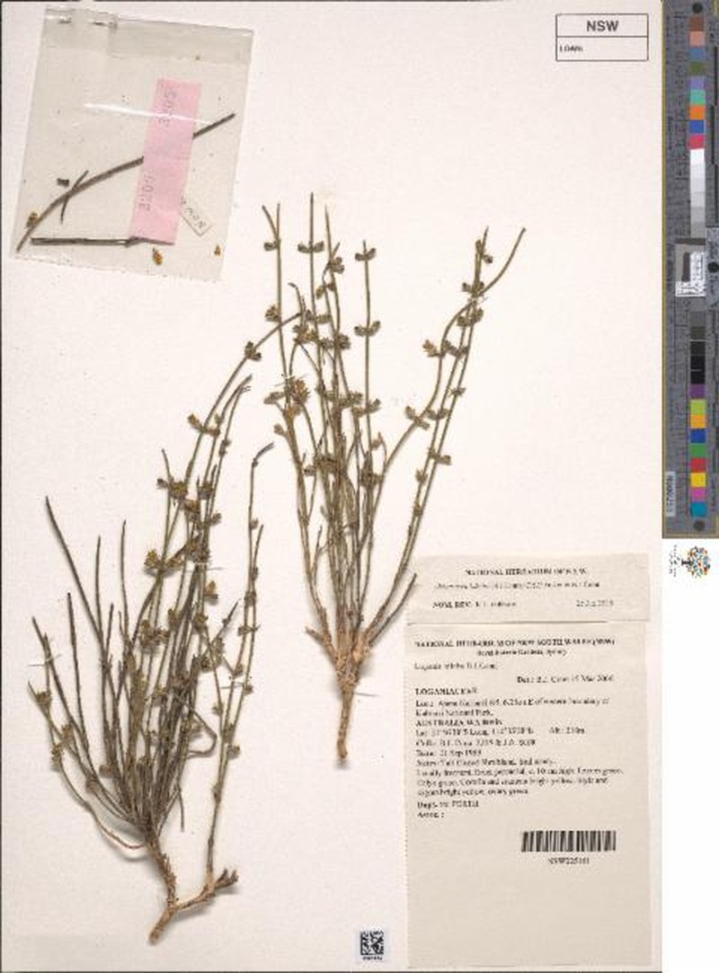 Orianthera biloba photo 2